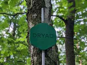 Die Silvanet Sensoren von Dryad Networks hängen an einem Baum.